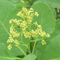 別名けむりの木、花が終わるともくもくとスモッグが立ち上る